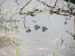 the frogs