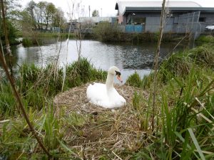 Lido Swan, Stenhousemuir