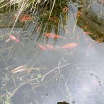 the goldfish