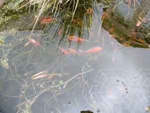 the goldfish