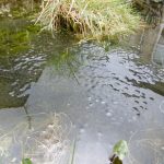 pond life