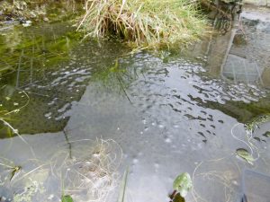 pond life