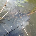 the toad