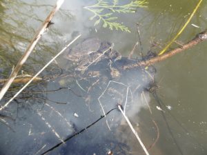 the toad