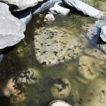 tadpoles