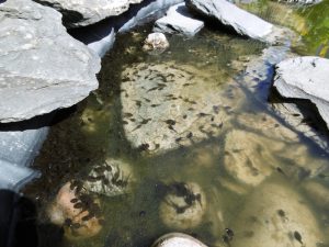 tadpoles