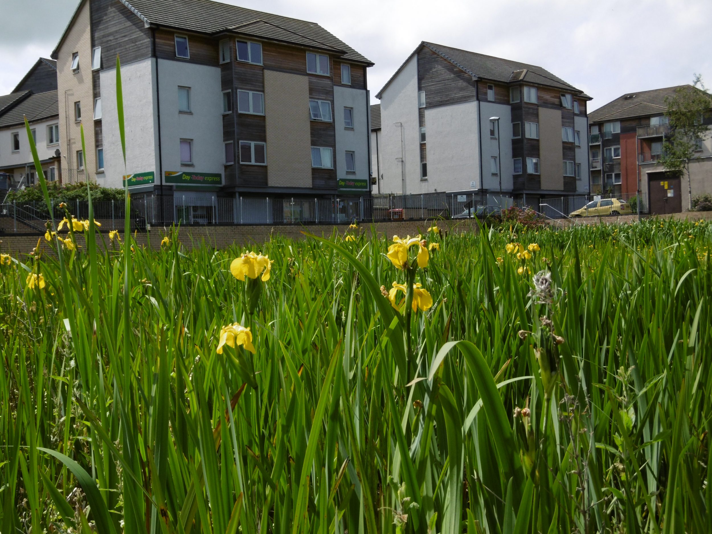 Flag Irises at Oxgangs SUDS