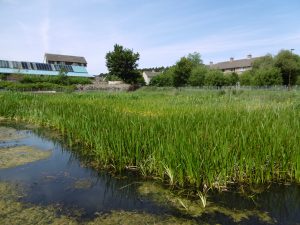 Oxgangs SUDS pool wetland