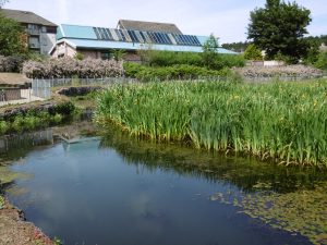 Oxgangs SUDS pool wetland