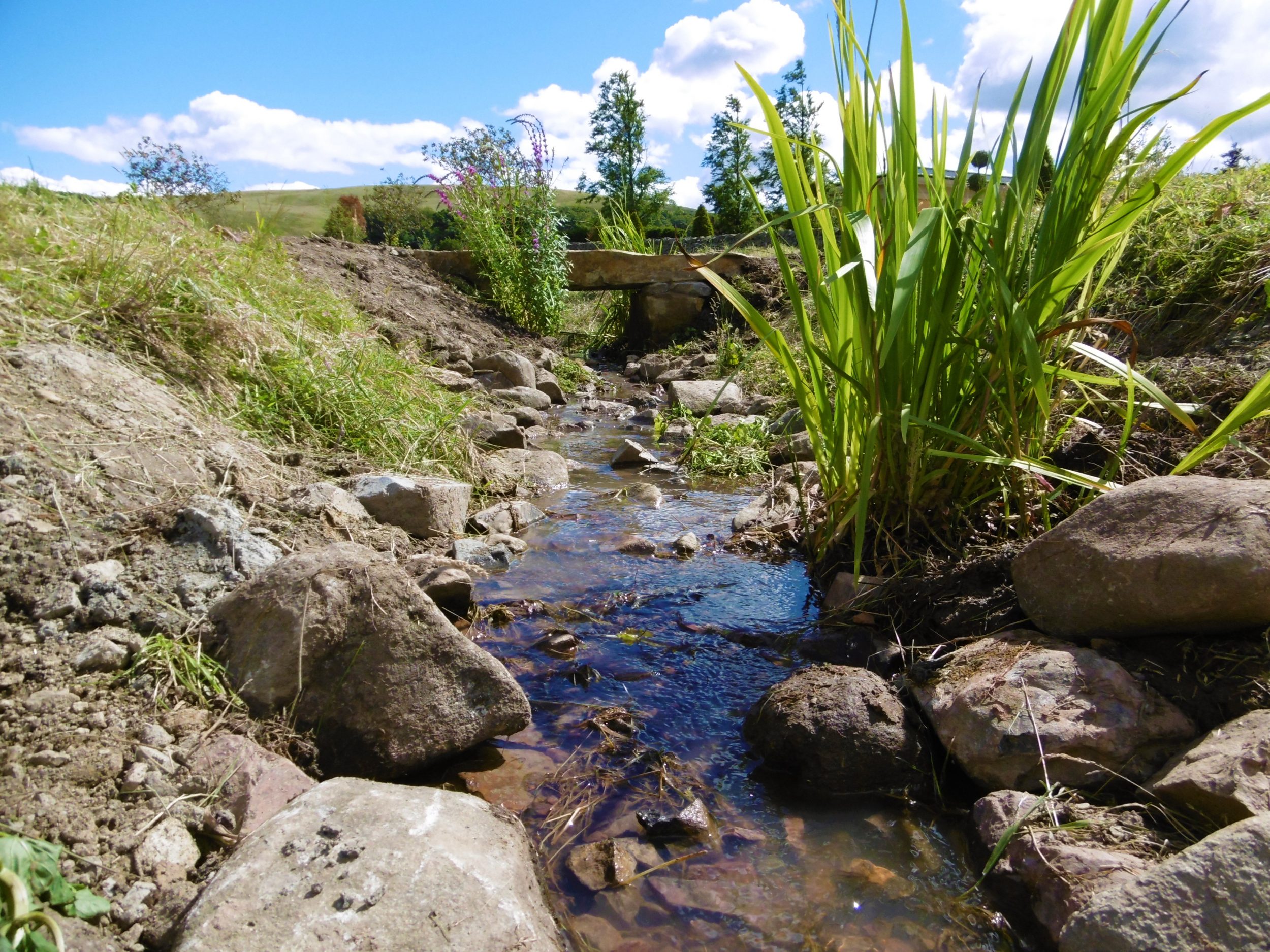 Planting around the stream