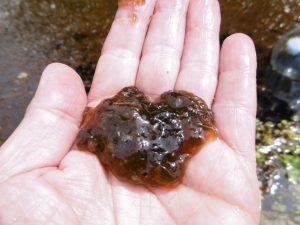 Star jelly/star slime/witches butter/rot of the stars