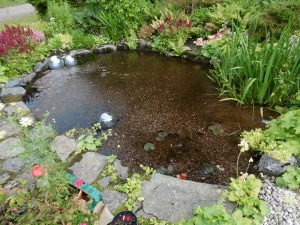 Pond algae