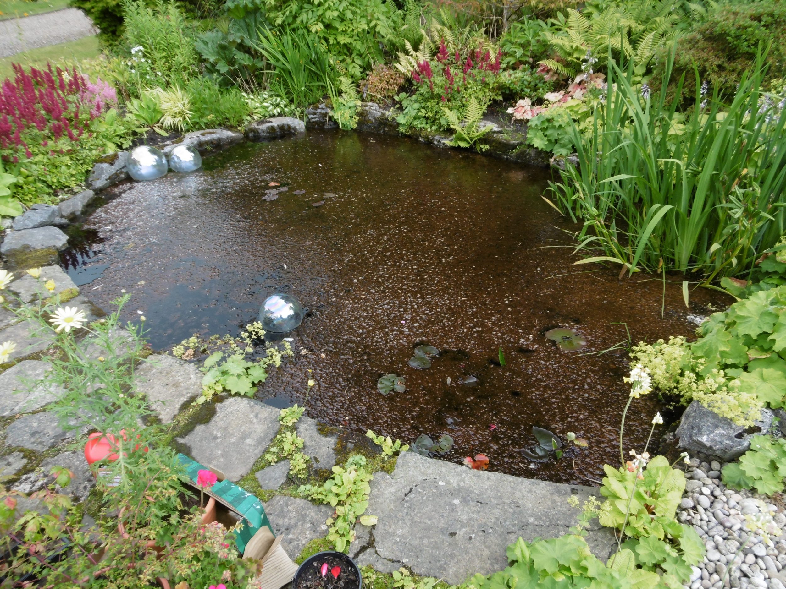 Pond algae