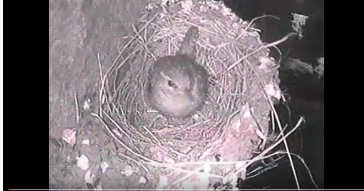 Nesting Wrens