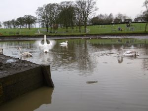 Swans in Kay Park