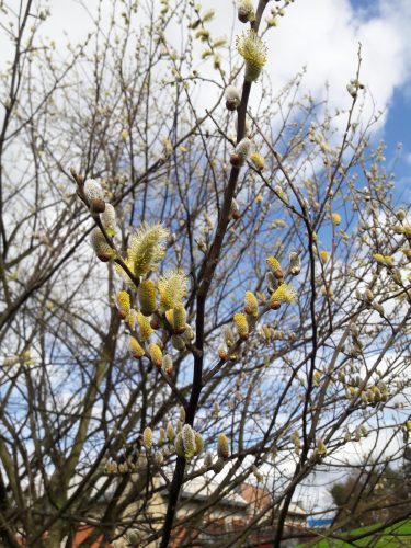 willow catkins at Stenhouse Lido