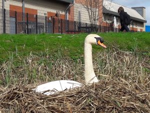 nesting swan at Stenhouse Lido