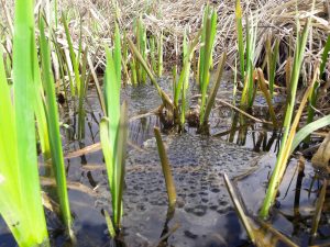 frog spawn and flag iris at Stenhouse Lido