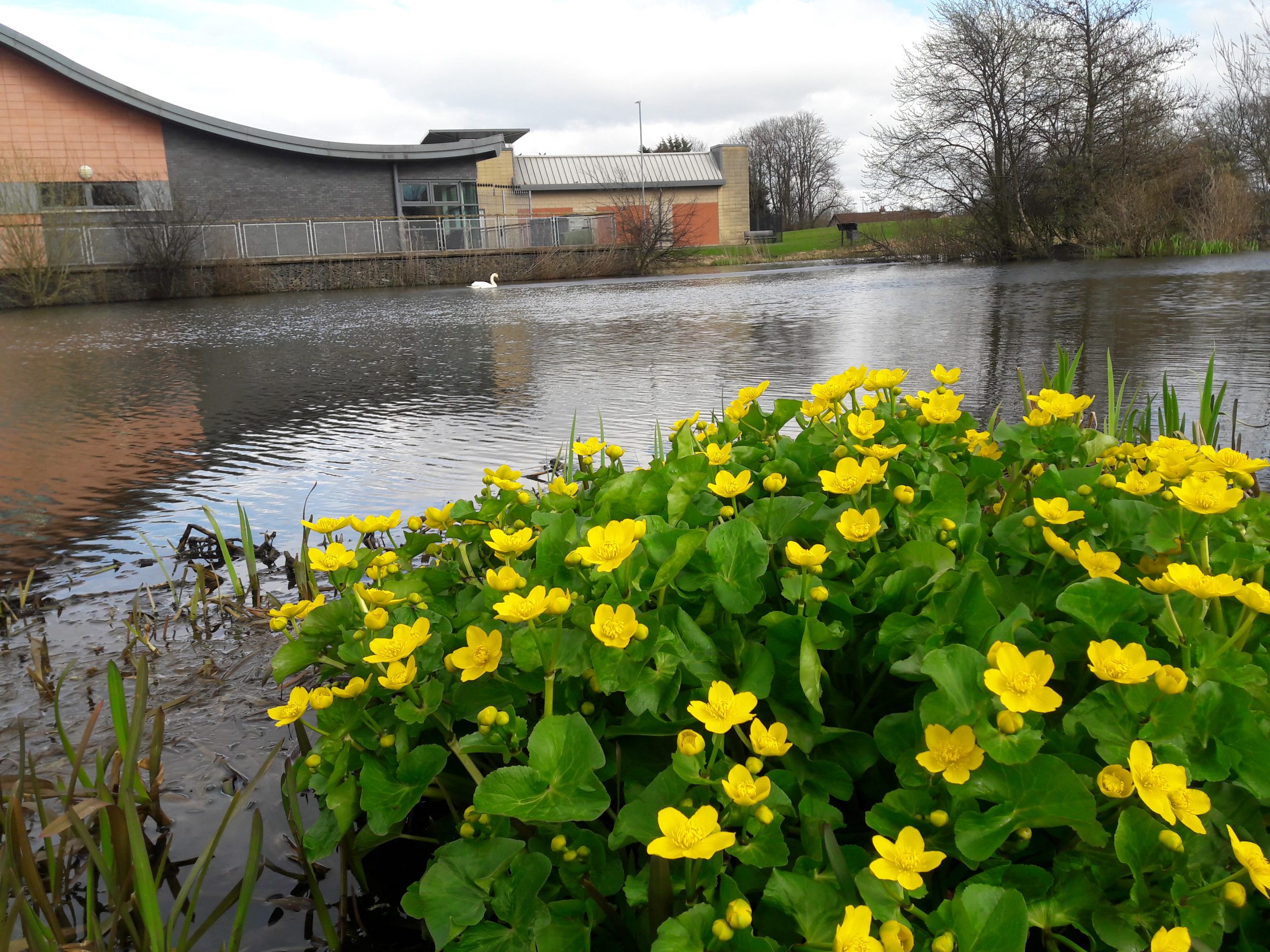 bright yellow marsh marigold at Stenhouse Lido