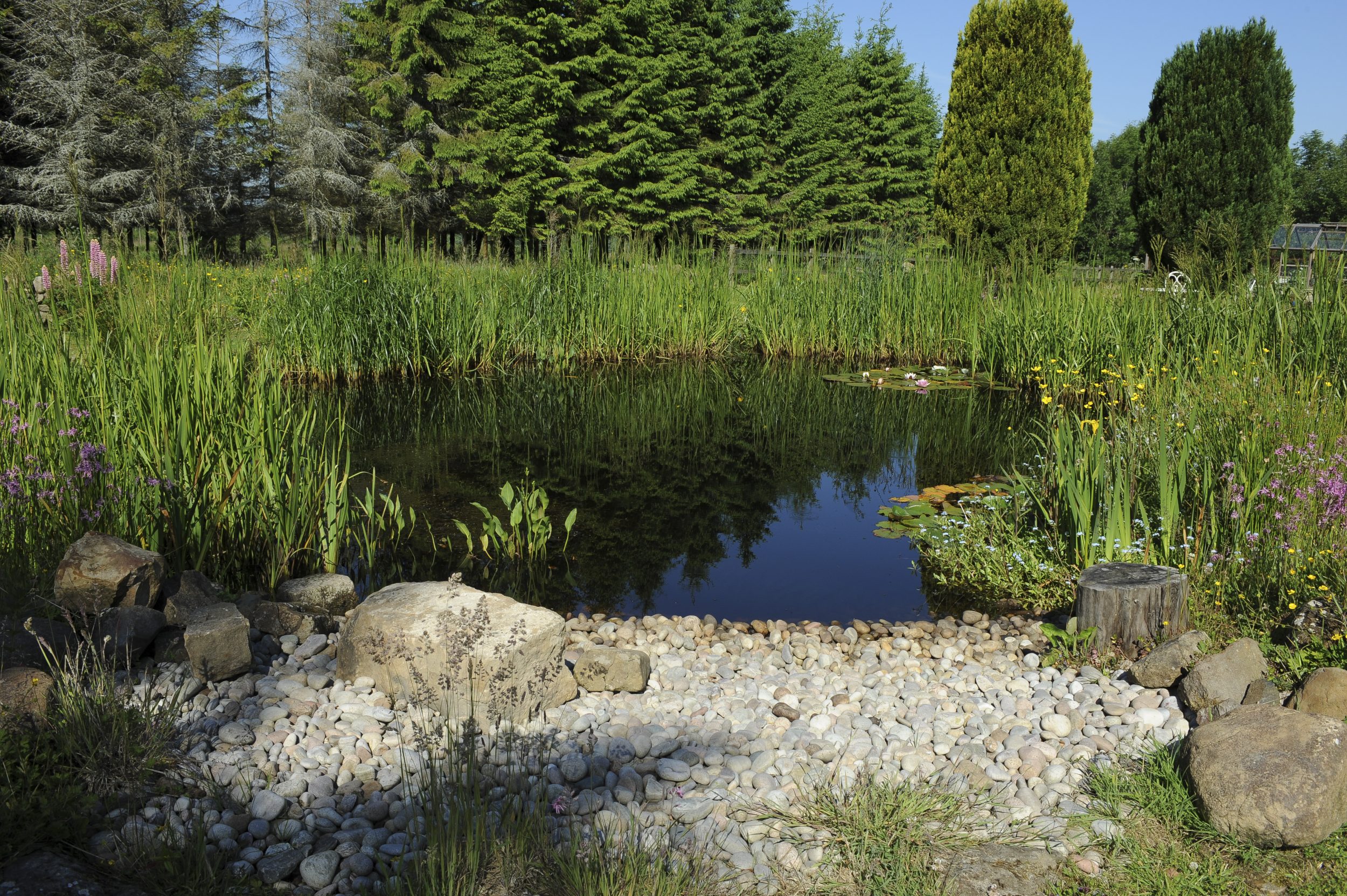 Pretty much perfect, informal pond.