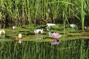 Water lillies