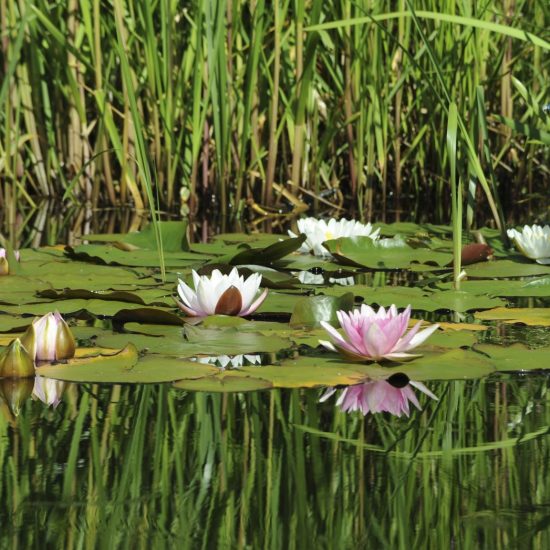 Water lillies