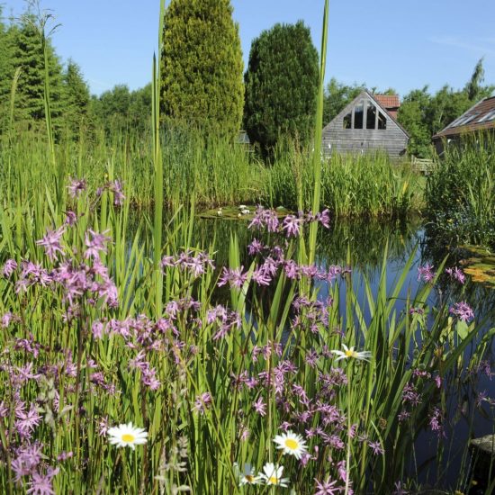 Purple loosestrife