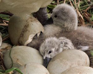 cygnets at the lido