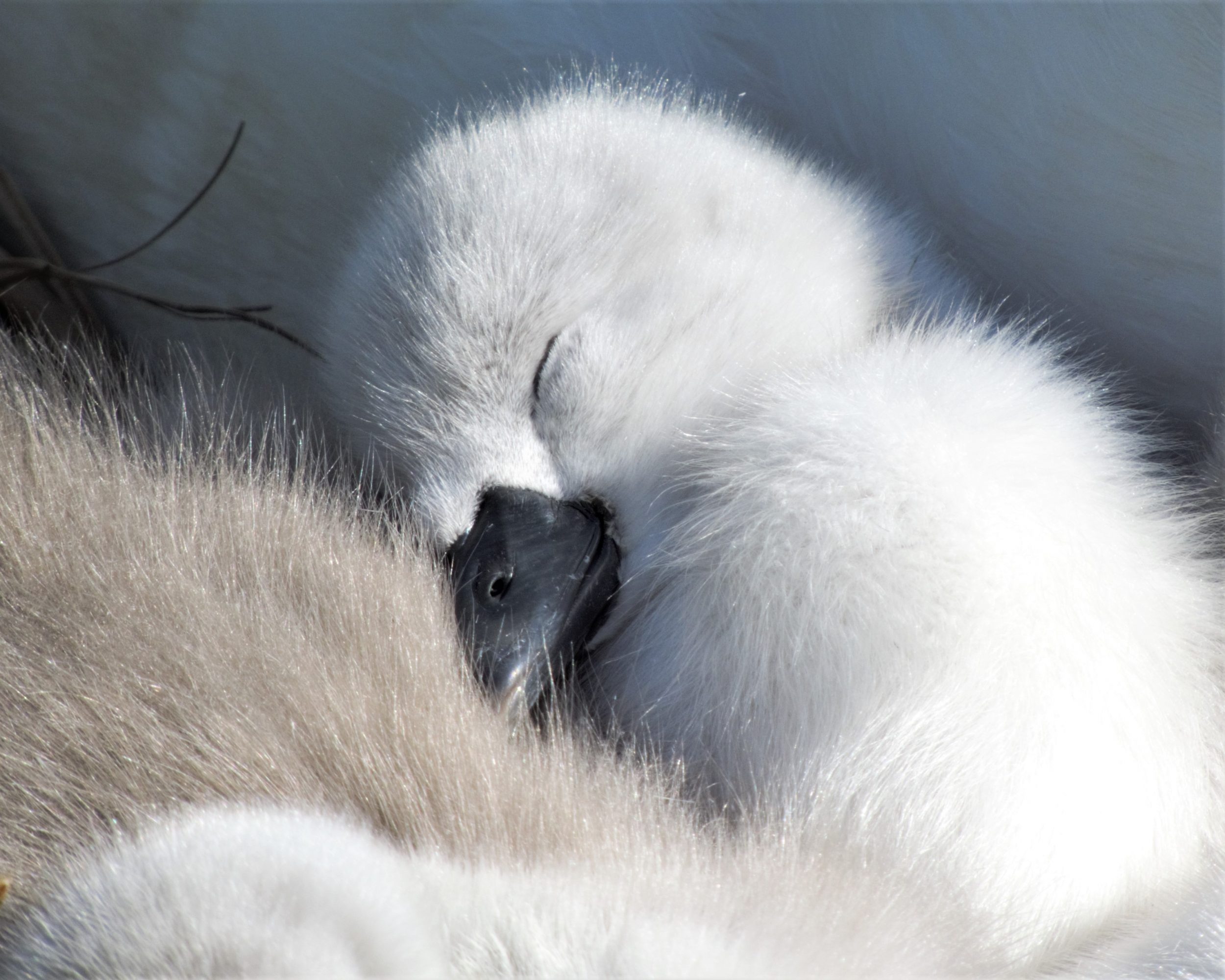 cygnets at the lido