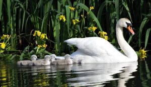 Swans at Lido Pool