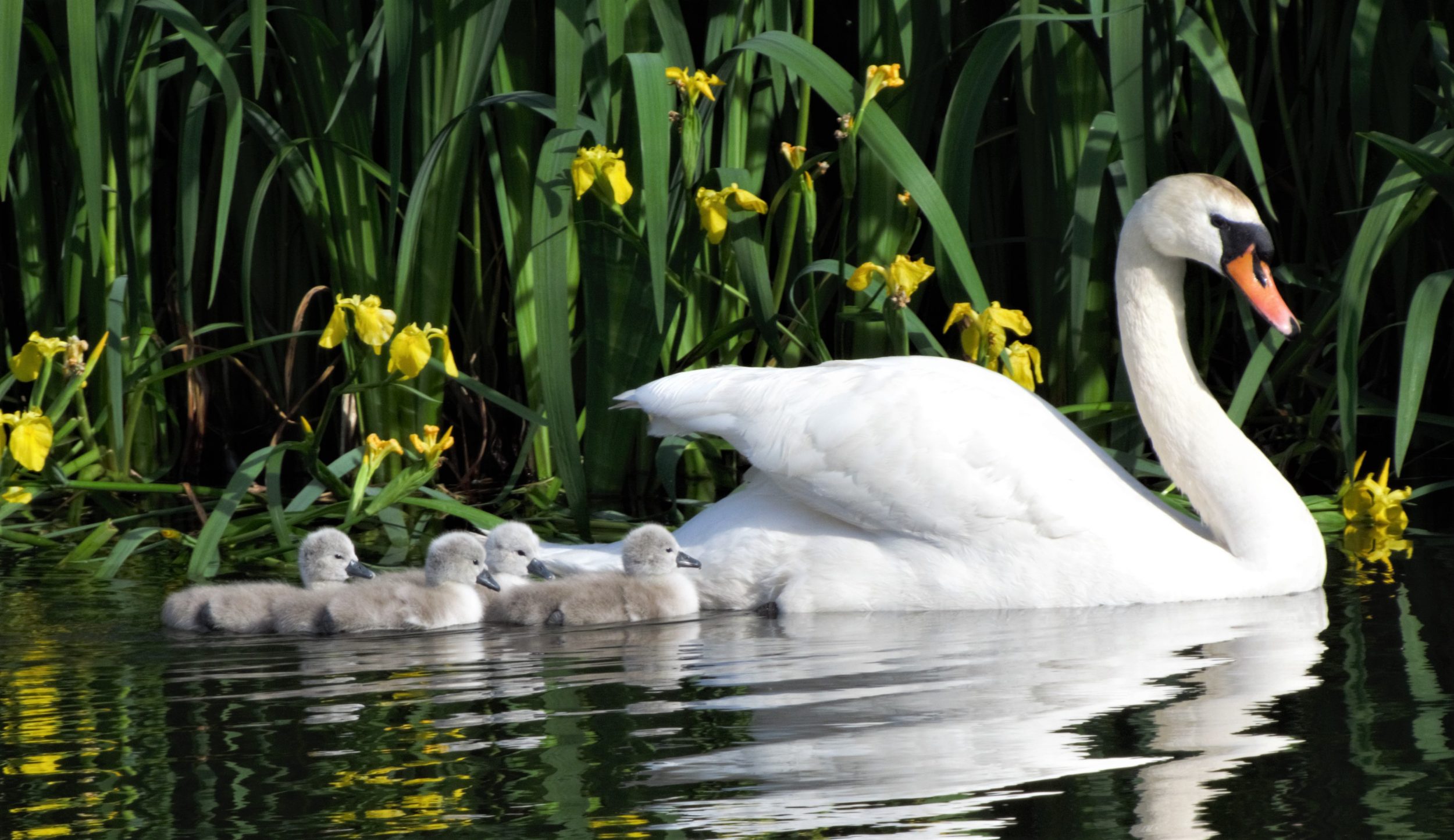 Swans at Lido Pool