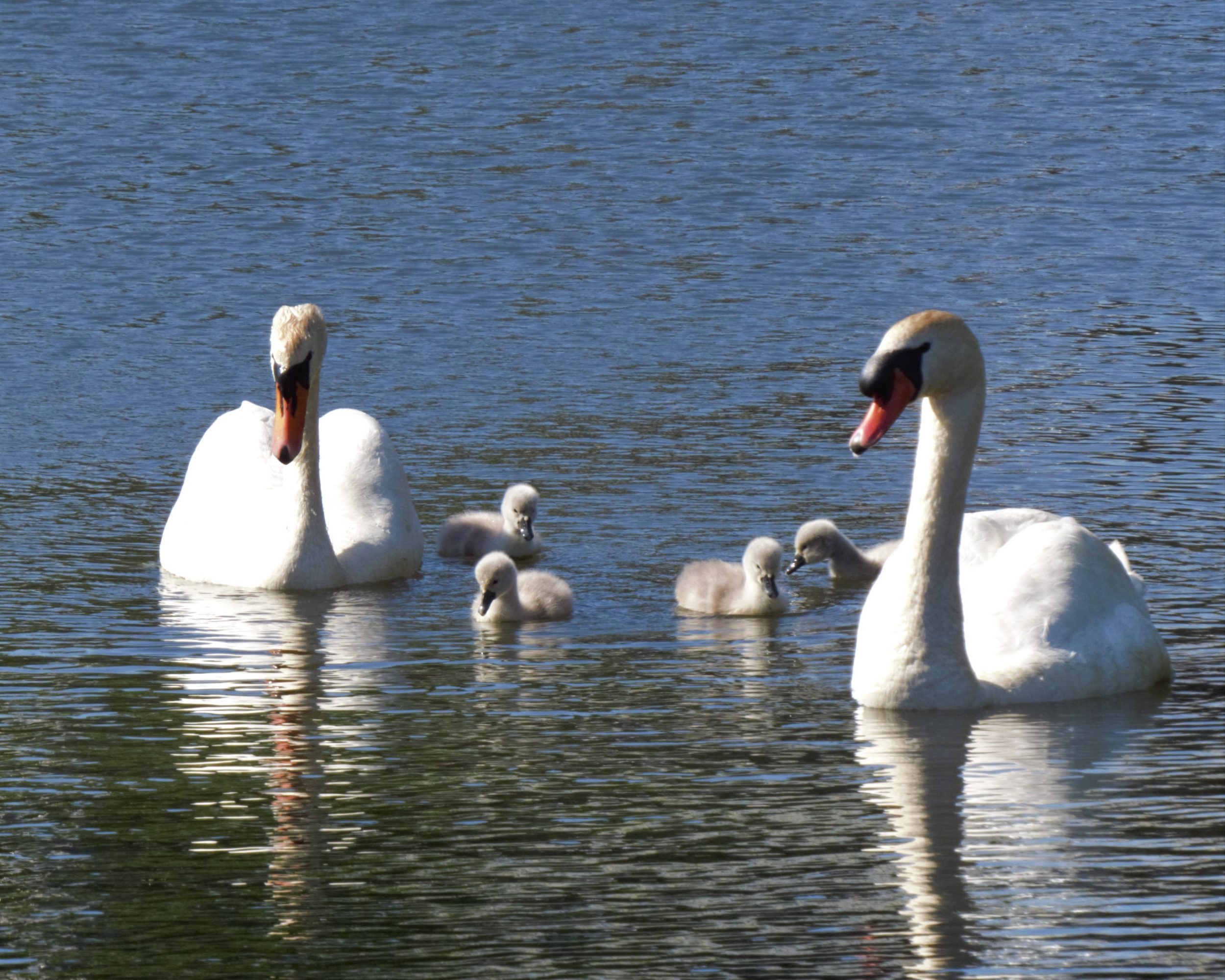 swan family at the lido