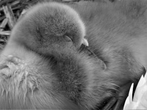 cygnet at the lido