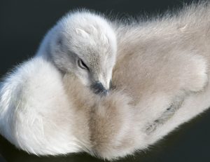 cygnet at the lido