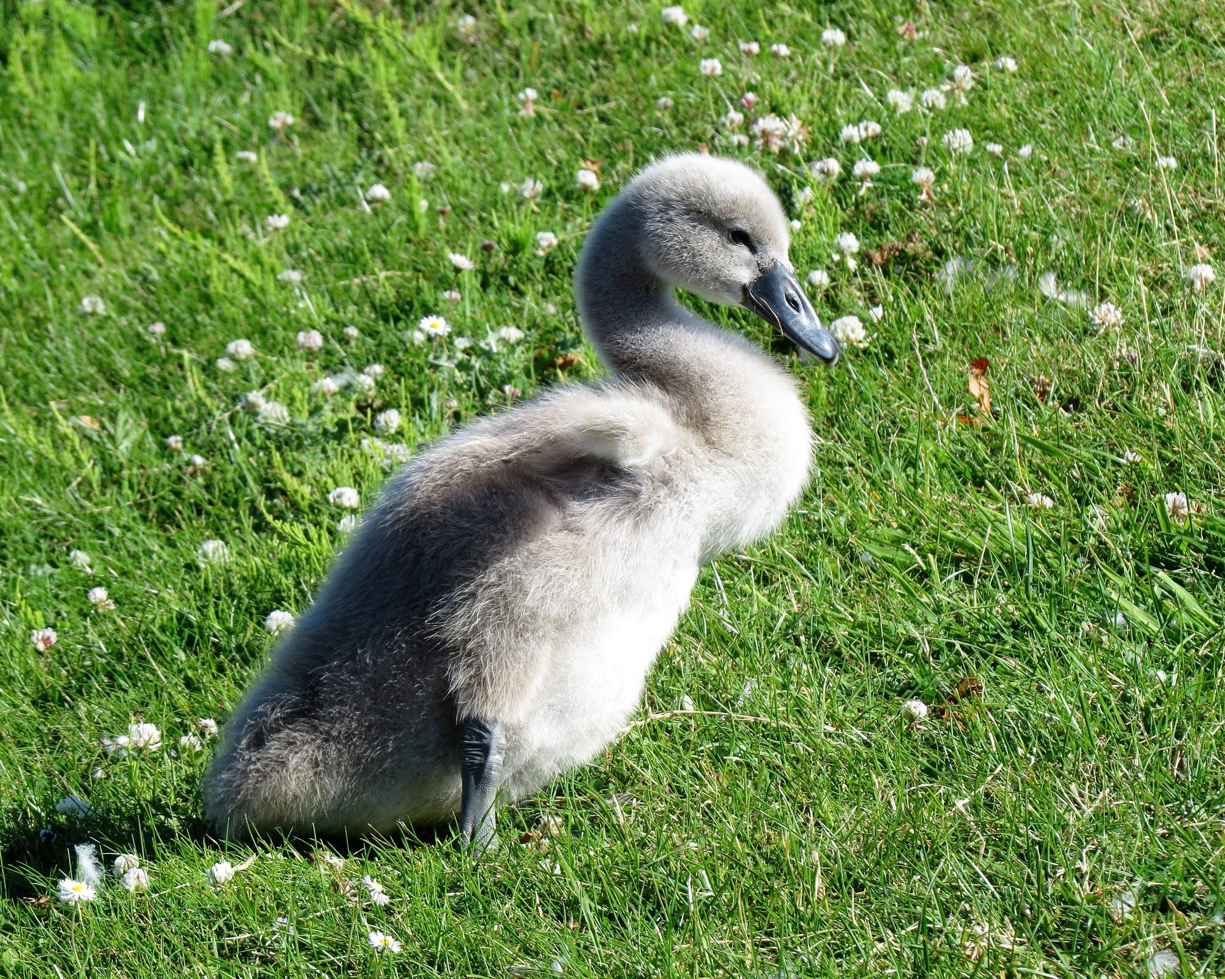 cygnet at the lido