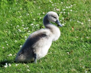 cygnet at the lido