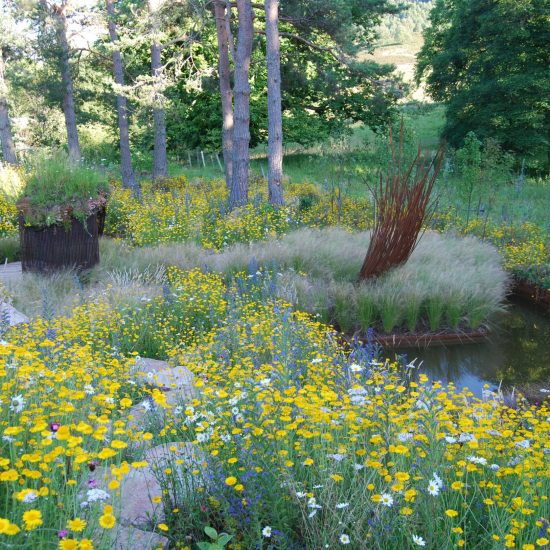 Portfolio image, Aviemore garden, trees, pond, wildflowers