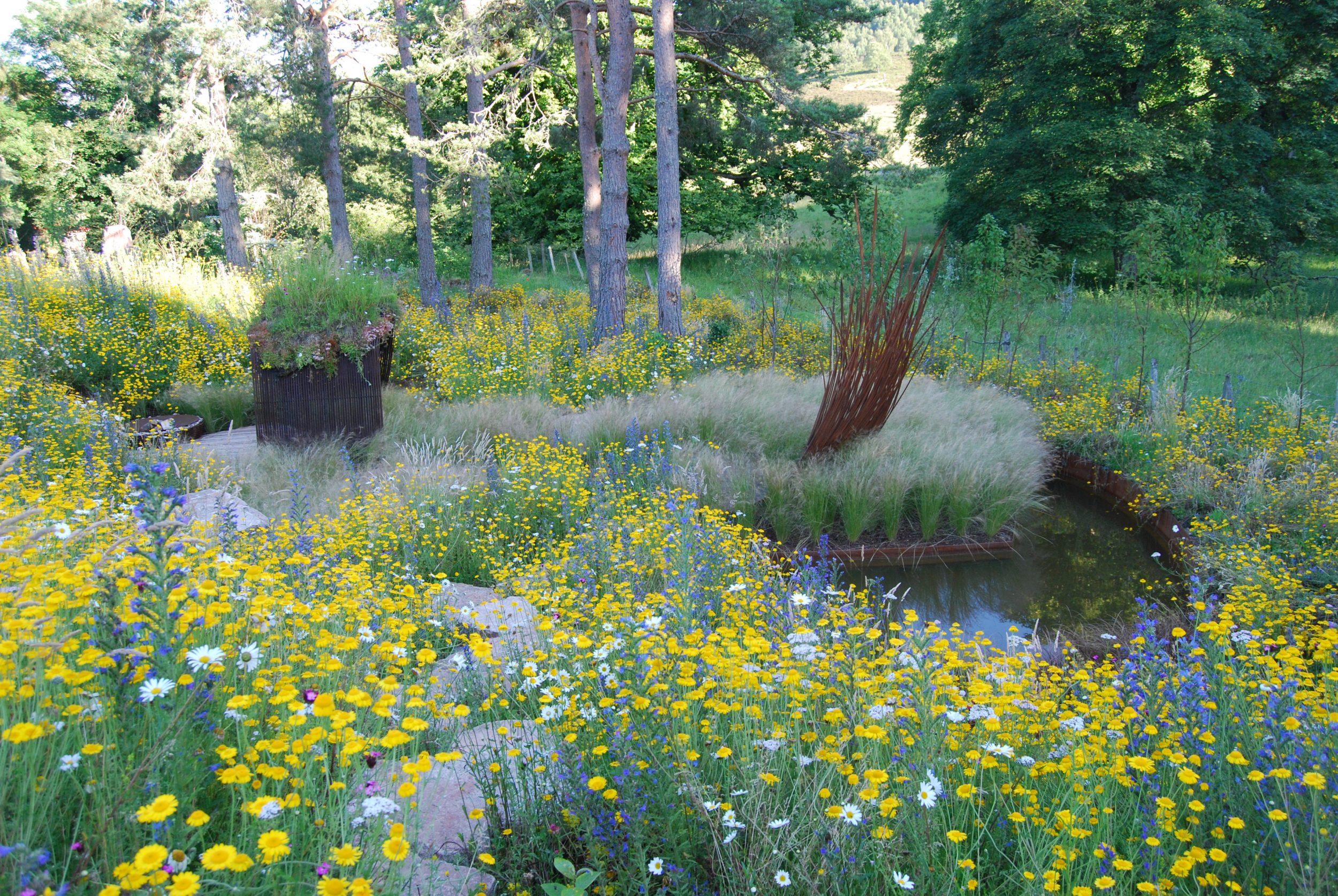 Portfolio image, Aviemore garden, trees, pond, wildflowers