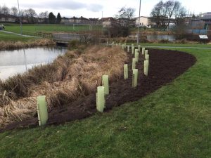 Hedgerows and wildflower planting