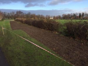 Hedgerows and Wildflower planting