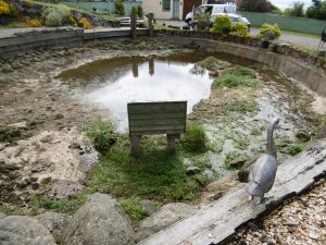 Pond before renovation