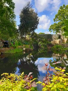 Portfolio image, Inverleith Garden, pond, trees, reflections