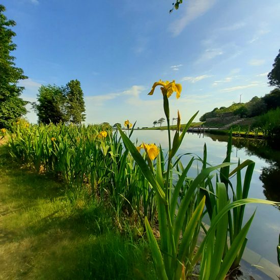 Biodiversity, Infinity Pool, Flag Iris plant