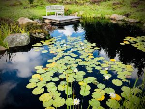 Perthshire Wildlife Pond