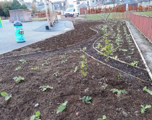 Froglife wildflower garden in Falkirk school playground with new plants, tree and pathways. 