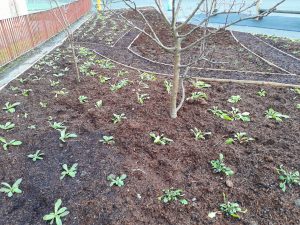 Froglife wildflower garden newly planted up. Image shows earth garden with new plants, tree and pathways.