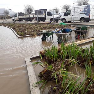 Glasgow Science Centre wetland planting in progress