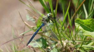 Emperor Dragonfly by Paul Hopkinson