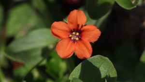 Scarlet Pimpernel by Paul Hopkinson