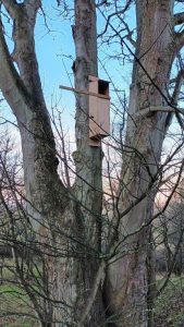 Start of rewilding project, showing tree with newly-fitted tawny owl nesting box.